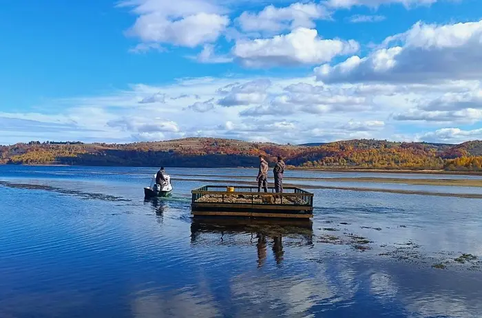 Na Vlasinskom jezeru postavljen splav za gnežđenje čigri