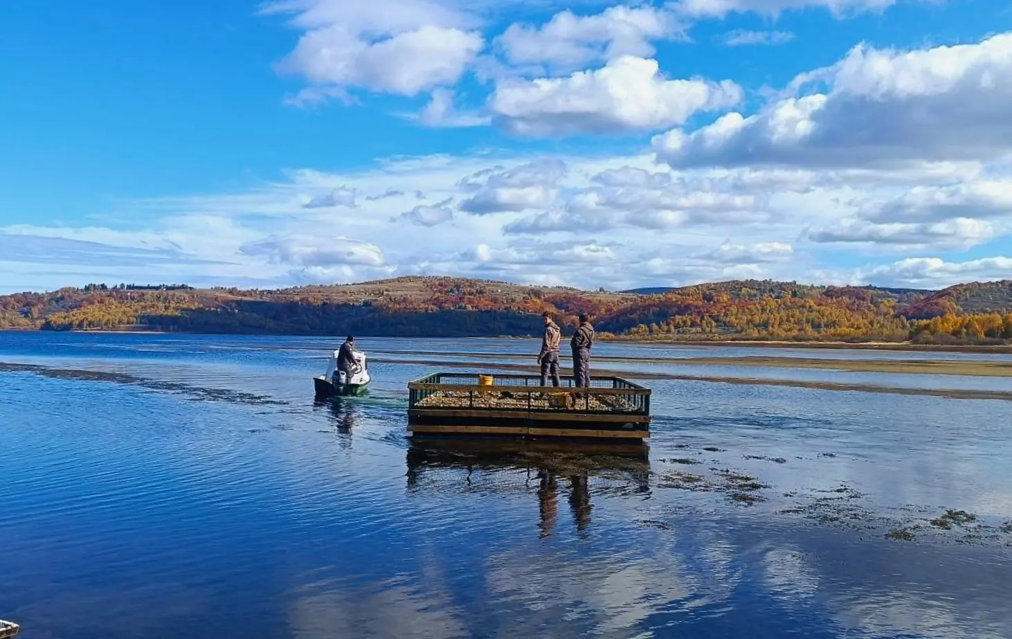 Na Vlasinskom jezeru postavljen splav za gnežđenje čigri