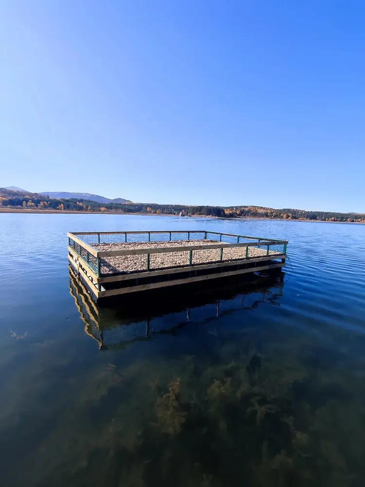 Na Vlasinskom jezeru postavljen splav za gnežđenje čigri