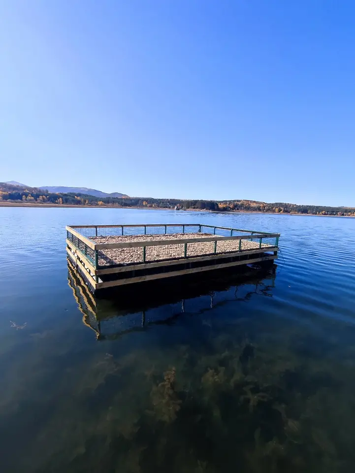 Na Vlasinskom jezeru postavljen splav za gnežđenje čigri
