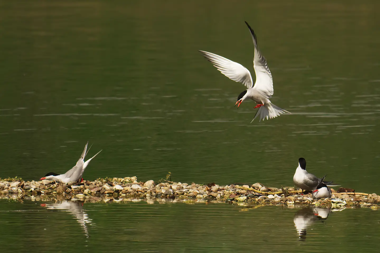 Na Vlasinskom jezeru postavljen splav za gnežđenje čigri